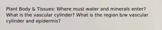 Plant Body & Tissues: Where must water and minerals enter? What is the vascular cylinder? What is the region b/w vascular cylinder and epidermis?