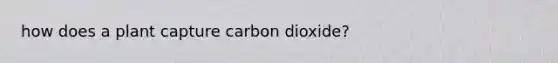 how does a plant capture carbon dioxide?