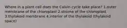 Where in a plant cell does the Calvin cycle take place? 1.outer membrane of the chloroplast 2.stroma of the chloroplast 3.thylakoid membrane 4.interior of the thylakoid (thylakoid space)