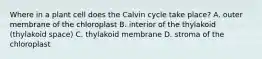 Where in a plant cell does the Calvin cycle take place? A. outer membrane of the chloroplast B. interior of the thylakoid (thylakoid space) C. thylakoid membrane D. stroma of the chloroplast