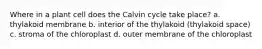 Where in a plant cell does the Calvin cycle take place? a. thylakoid membrane b. interior of the thylakoid (thylakoid space) c. stroma of the chloroplast d. outer membrane of the chloroplast
