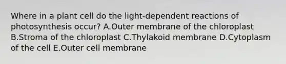 Where in a plant cell do the light-dependent reactions of photosynthesis occur? A.Outer membrane of the chloroplast B.Stroma of the chloroplast C.Thylakoid membrane D.Cytoplasm of the cell E.Outer cell membrane