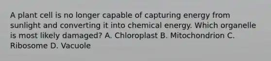 A plant cell is no longer capable of capturing energy from sunlight and converting it into chemical energy. Which organelle is most likely damaged? A. Chloroplast B. Mitochondrion C. Ribosome D. Vacuole