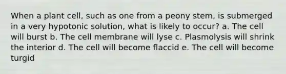 When a plant cell, such as one from a peony stem, is submerged in a very hypotonic solution, what is likely to occur? a. The cell will burst b. The cell membrane will lyse c. Plasmolysis will shrink the interior d. The cell will become flaccid e. The cell will become turgid