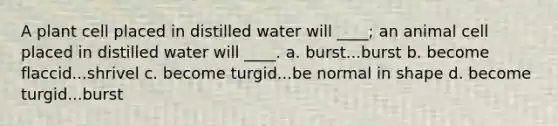 A plant cell placed in distilled water will ____; an animal cell placed in distilled water will ____. a. burst...burst b. become flaccid...shrivel c. become turgid...be normal in shape d. become turgid...burst