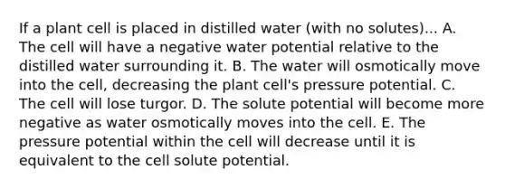 If a plant cell is placed in distilled water (with no solutes)... A. The cell will have a negative water potential relative to the distilled water surrounding it. B. The water will osmotically move into the cell, decreasing the plant cell's pressure potential. C. The cell will lose turgor. D. The solute potential will become more negative as water osmotically moves into the cell. E. The pressure potential within the cell will decrease until it is equivalent to the cell solute potential.