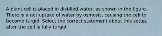 A plant cell is placed in distilled water, as shown in the figure. There is a net uptake of water by osmosis, causing the cell to become turgid. Select the correct statement about this setup, after the cell is fully turgid.