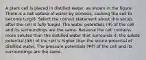 A plant cell is placed in distilled water, as shown in the figure. There is a net uptake of water by osmosis, causing the cell to become turgid. Select the correct statement about this setup, after the cell is fully turgid. The water potentials (Ψ) of the cell and its surroundings are the same. Because the cell contains more solutes than the distilled water that surrounds it, the solute potential (ΨS) of the cell is higher than the solute potential of distilled water. The pressure potentials (ΨP) of the cell and its surroundings are the same.