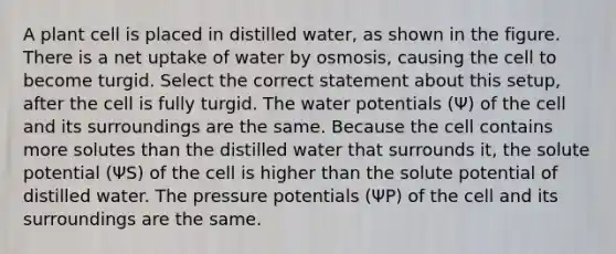 A plant cell is placed in distilled water, as shown in the figure. There is a net uptake of water by osmosis, causing the cell to become turgid. Select the correct statement about this setup, after the cell is fully turgid. The water potentials (Ψ) of the cell and its surroundings are the same. Because the cell contains more solutes than the distilled water that surrounds it, the solute potential (ΨS) of the cell is higher than the solute potential of distilled water. The pressure potentials (ΨP) of the cell and its surroundings are the same.