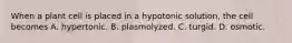 When a plant cell is placed in a hypotonic solution, the cell becomes A. hypertonic. B. plasmolyzed. C. turgid. D. osmotic.