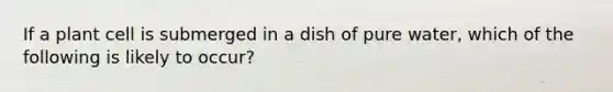 If a plant cell is submerged in a dish of pure water, which of the following is likely to occur?