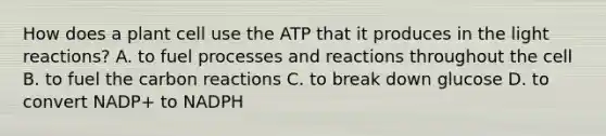 How does a plant cell use the ATP that it produces in the <a href='https://www.questionai.com/knowledge/kSUoWrrvoC-light-reactions' class='anchor-knowledge'>light reactions</a>? A. to fuel processes and reactions throughout the cell B. to fuel the carbon reactions C. to break down glucose D. to convert NADP+ to NADPH