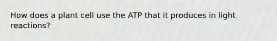 How does a plant cell use the ATP that it produces in light reactions?