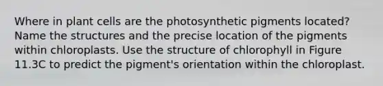 Where in plant cells are the photosynthetic pigments located? Name the structures and the precise location of the pigments within chloroplasts. Use the structure of chlorophyll in Figure 11.3C to predict the pigment's orientation within the chloroplast.