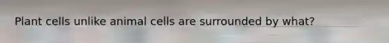 Plant cells unlike animal cells are surrounded by what?