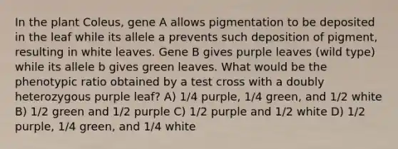 In the plant Coleus, gene A allows pigmentation to be deposited in the leaf while its allele a prevents such deposition of pigment, resulting in white leaves. Gene B gives purple leaves (wild type) while its allele b gives green leaves. What would be the phenotypic ratio obtained by a test cross with a doubly heterozygous purple leaf? A) 1/4 purple, 1/4 green, and 1/2 white B) 1/2 green and 1/2 purple C) 1/2 purple and 1/2 white D) 1/2 purple, 1/4 green, and 1/4 white