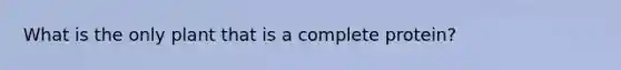 What is the only plant that is a complete protein?