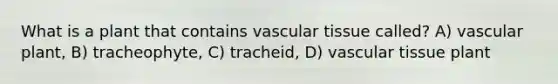 What is a plant that contains <a href='https://www.questionai.com/knowledge/k1HVFq17mo-vascular-tissue' class='anchor-knowledge'>vascular tissue</a> called? A) vascular plant, B) tracheophyte, C) tracheid, D) vascular tissue plant