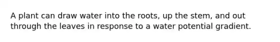 A plant can draw water into the roots, up the stem, and out through the leaves in response to a water potential gradient.