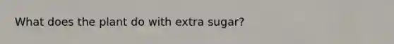 What does the plant do with extra sugar?