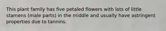 This plant family has five petaled flowers with lots of little stamens (male parts) in the middle and usually have astringent properties due to tannins.