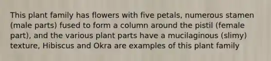 This plant family has flowers with five petals, numerous stamen (male parts) fused to form a column around the pistil (female part), and the various plant parts have a mucilaginous (slimy) texture, Hibiscus and Okra are examples of this plant family