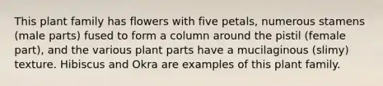 This plant family has flowers with five petals, numerous stamens (male parts) fused to form a column around the pistil (female part), and the various plant parts have a mucilaginous (slimy) texture. Hibiscus and Okra are examples of this plant family.
