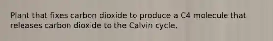 Plant that fixes carbon dioxide to produce a C4 molecule that releases carbon dioxide to the Calvin cycle.