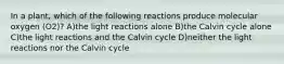 In a plant, which of the following reactions produce molecular oxygen (O2)? A)the light reactions alone B)the Calvin cycle alone C)the light reactions and the Calvin cycle D)neither the light reactions nor the Calvin cycle