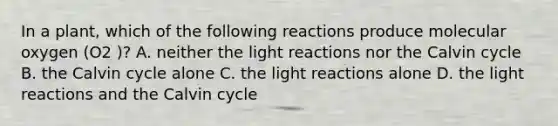 In a plant, which of the following reactions produce molecular oxygen (O2 )? A. neither the light reactions nor the Calvin cycle B. the Calvin cycle alone C. the light reactions alone D. the light reactions and the Calvin cycle