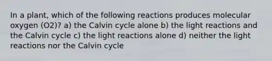 In a plant, which of the following reactions produces molecular oxygen (O2)? a) the Calvin cycle alone b) the light reactions and the Calvin cycle c) the light reactions alone d) neither the light reactions nor the Calvin cycle