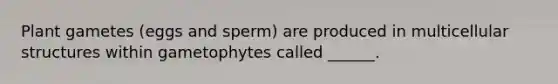 Plant gametes (eggs and sperm) are produced in multicellular structures within gametophytes called ______.