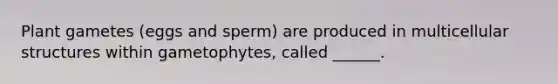 Plant gametes (eggs and sperm) are produced in multicellular structures within gametophytes, called ______.