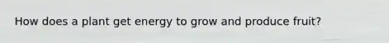 How does a plant get energy to grow and produce fruit?