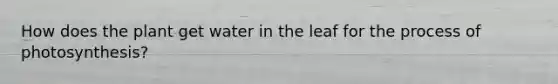 How does the plant get water in the leaf for the process of photosynthesis?