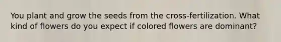 You plant and grow the seeds from the cross-fertilization. What kind of flowers do you expect if colored flowers are dominant?