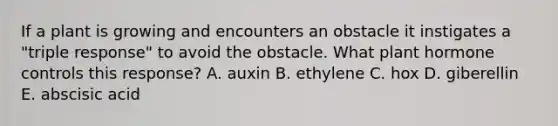 If a plant is growing and encounters an obstacle it instigates a "triple response" to avoid the obstacle. What plant hormone controls this response? A. auxin B. ethylene C. hox D. giberellin E. abscisic acid