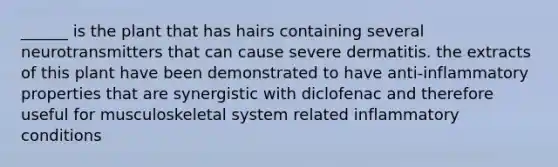 ______ is the plant that has hairs containing several neurotransmitters that can cause severe dermatitis. the extracts of this plant have been demonstrated to have anti-inflammatory properties that are synergistic with diclofenac and therefore useful for musculoskeletal system related inflammatory conditions