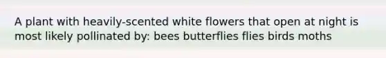 A plant with heavily-scented white flowers that open at night is most likely pollinated by: bees butterflies flies birds moths