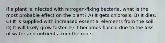 If a plant is infected with nitrogen-fixing bacteria, what is the most probable effect on the plant? A) It gets chlorosis. B) It dies. C) It is supplied with increased essential elements from the soil. D) It will likely grow faster. E) It becomes flaccid due to the loss of water and nutrients from the roots.