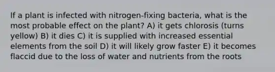 If a plant is infected with nitrogen-fixing bacteria, what is the most probable effect on the plant? A) it gets chlorosis (turns yellow) B) it dies C) it is supplied with increased essential elements from the soil D) it will likely grow faster E) it becomes flaccid due to the loss of water and nutrients from the roots