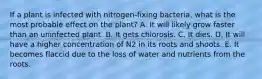 If a plant is infected with nitrogen-fixing bacteria, what is the most probable effect on the plant? A. It will likely grow faster than an uninfected plant. B. It gets chlorosis. C. It dies. D. It will have a higher concentration of N2 in its roots and shoots. E. It becomes flaccid due to the loss of water and nutrients from the roots.