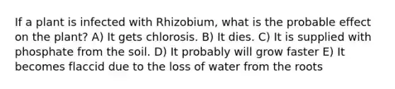 If a plant is infected with Rhizobium, what is the probable effect on the plant? A) It gets chlorosis. B) It dies. C) It is supplied with phosphate from the soil. D) It probably will grow faster E) It becomes flaccid due to the loss of water from the roots