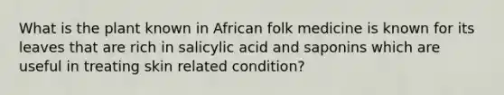 What is the plant known in African folk medicine is known for its leaves that are rich in salicylic acid and saponins which are useful in treating skin related condition?