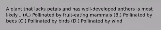 A plant that lacks petals and has well-developed anthers is most likely... (A.) Pollinated by fruit-eating mammals (B.) Pollinated by bees (C.) Pollinated by birds (D.) Pollinated by wind