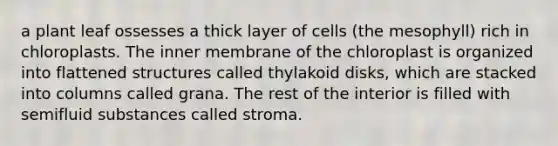 a plant leaf ossesses a thick layer of cells (the mesophyll) rich in chloroplasts. The inner membrane of the chloroplast is organized into flattened structures called thylakoid disks, which are stacked into columns called grana. The rest of the interior is filled with semifluid substances called stroma.