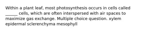 Within a plant leaf, most photosynthesis occurs in cells called ______ cells, which are often interspersed with air spaces to maximize <a href='https://www.questionai.com/knowledge/kU8LNOksTA-gas-exchange' class='anchor-knowledge'>gas exchange</a>. Multiple choice question. xylem epidermal sclerenchyma mesophyll