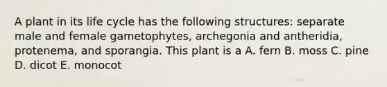 A plant in its life cycle has the following structures: separate male and female gametophytes, archegonia and antheridia, protenema, and sporangia. This plant is a A. fern B. moss C. pine D. dicot E. monocot