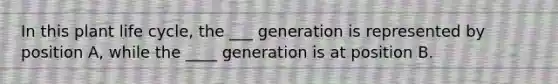 In this plant life cycle, the ___ generation is represented by position A, while the ____ generation is at position B.