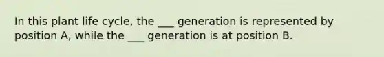 In this plant life cycle, the ___ generation is represented by position A, while the ___ generation is at position B.